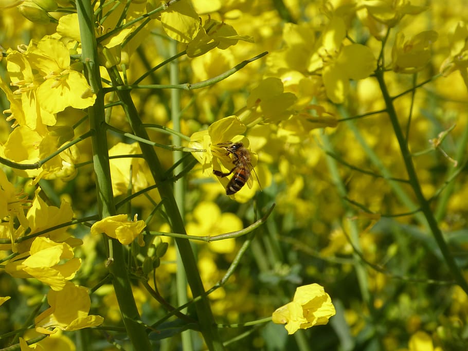 bee, oilseed rape, blossom, bloom, pollen, pollination, insect HD wallpaper