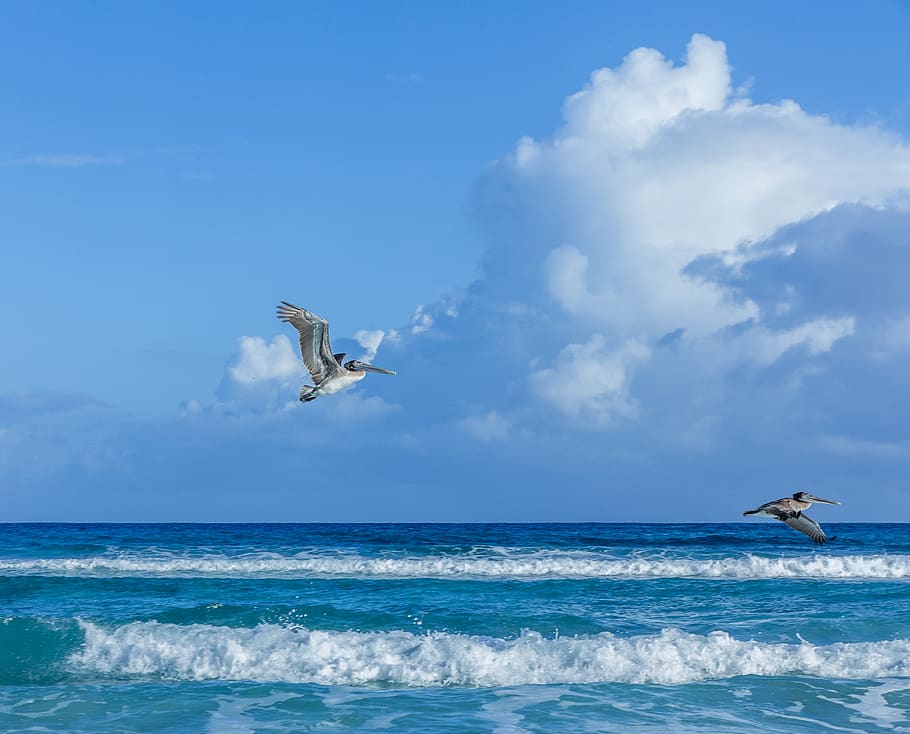 cuba, varadero, gran caribe club karey, pelican, blue, pelicans, HD wallpaper