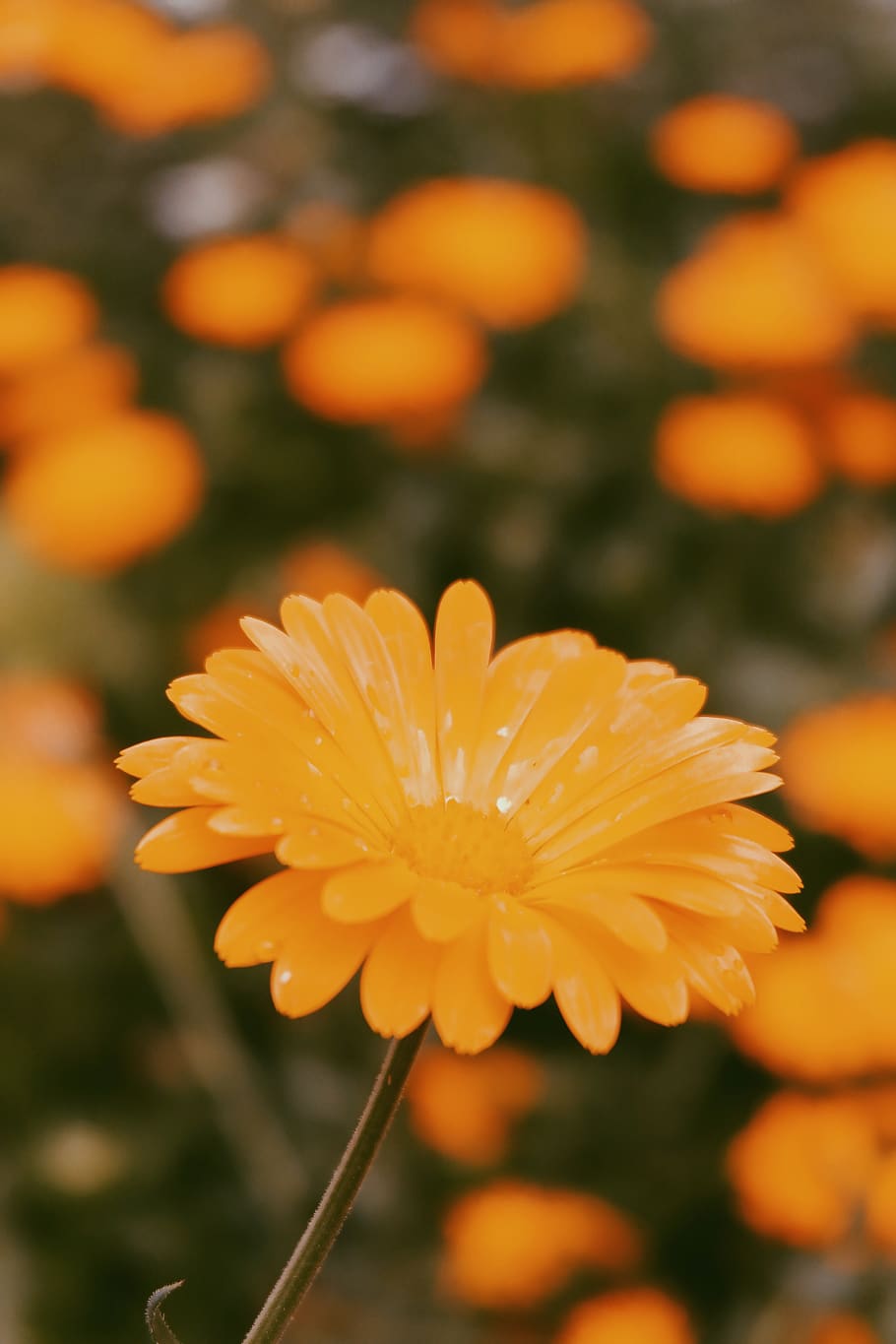 flowering plant, freshness, fragility, vulnerability, petal HD wallpaper