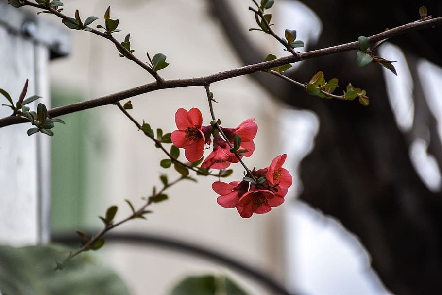 flowers, tree, bloom, spring, blooming, blossom, pink, branch HD wallpaper
