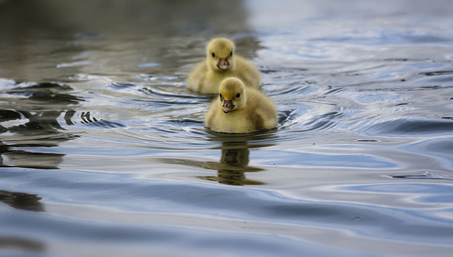 little-goose-ducks-cute-goose.jpg