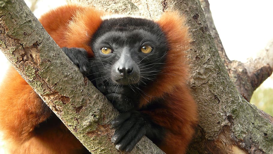 monkey, zoo, animal world, mammal, animal themes, tree, one animal HD wallpaper