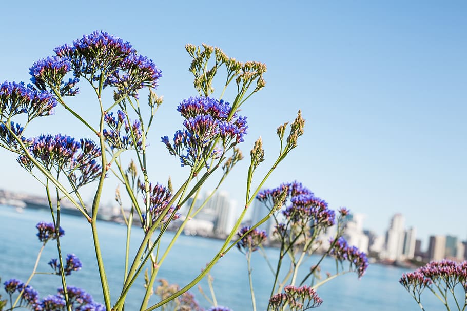 Selective Focus Photo of Purple Petaled Flowers, bay, bloom, blooming HD wallpaper