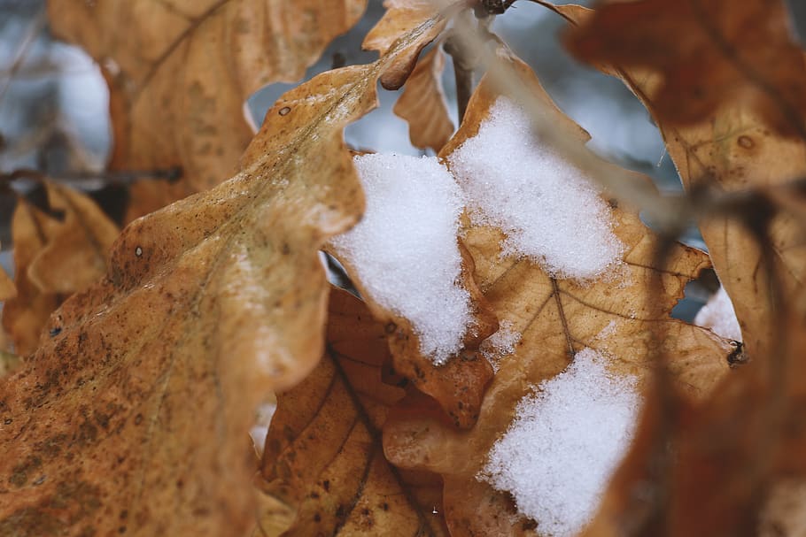 tree, leafe, niagara, white, nature, winter, snow, plant part HD wallpaper