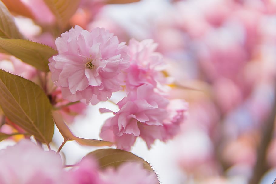 flower, flowering plant, freshness, fragility, pink color, beauty in nature HD wallpaper