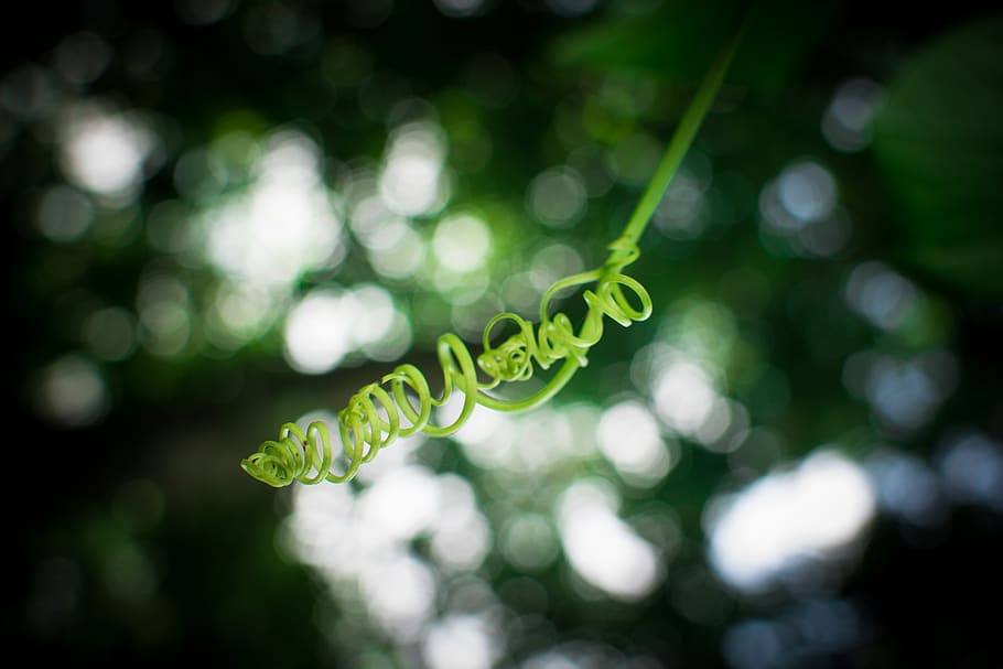 Shallow Focus Photography of Green Plant, bright, color, curl HD wallpaper