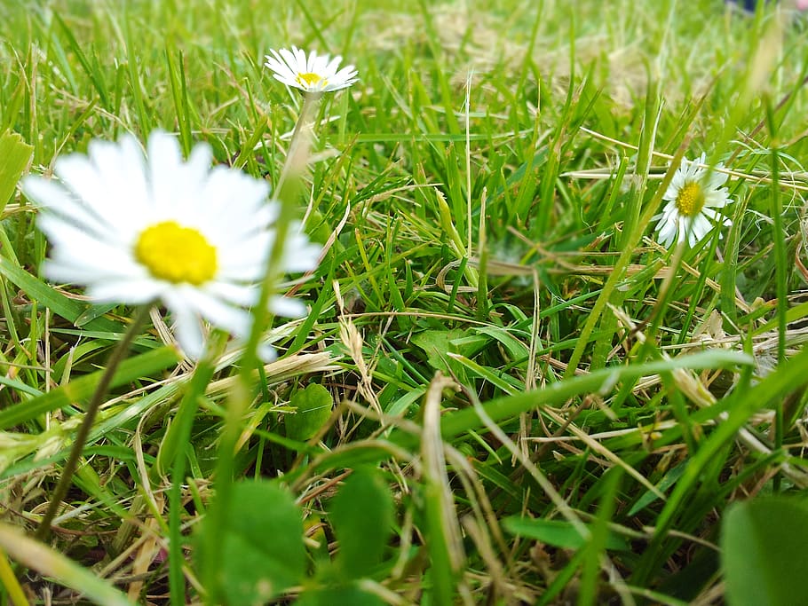 flower, daisy, grass, plant, flowering plant, growth, freshness HD wallpaper
