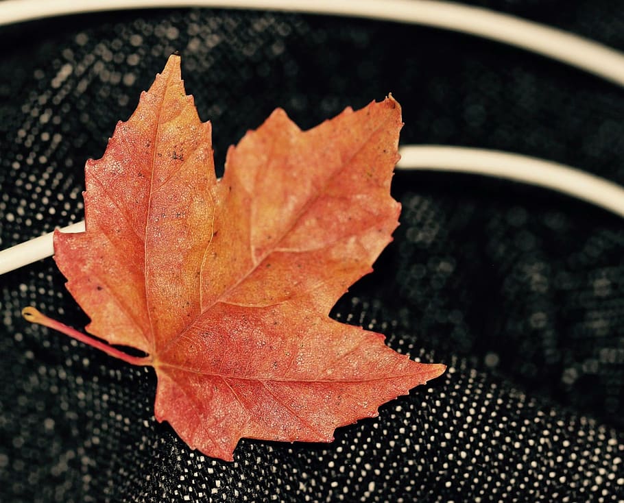 canada, maple, leaf, nature, plant part, close-up, autumn, orange color HD wallpaper