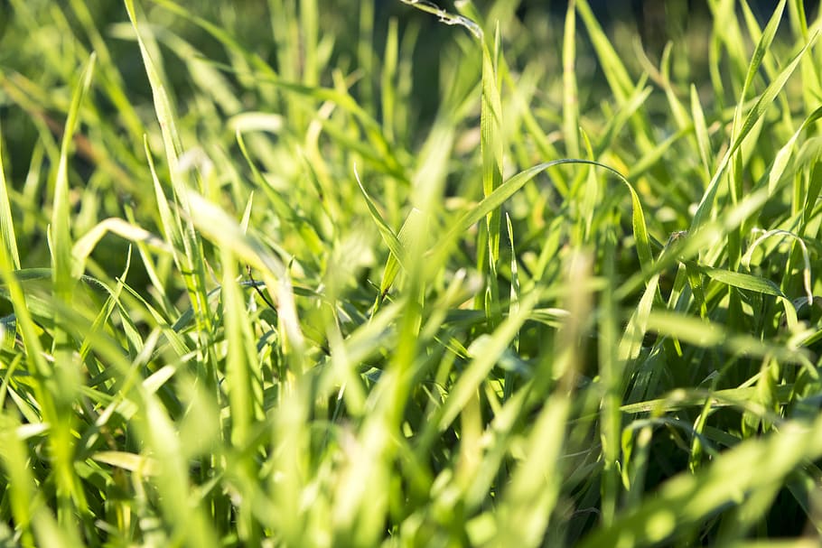 green grass, plant, lawn, background, wallpaper, elia clerici