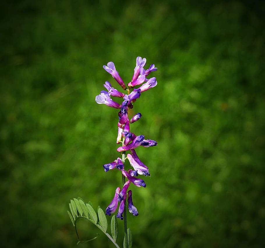 spring, wildflowers, meadow, flowering plant, fragility, beauty in nature HD wallpaper