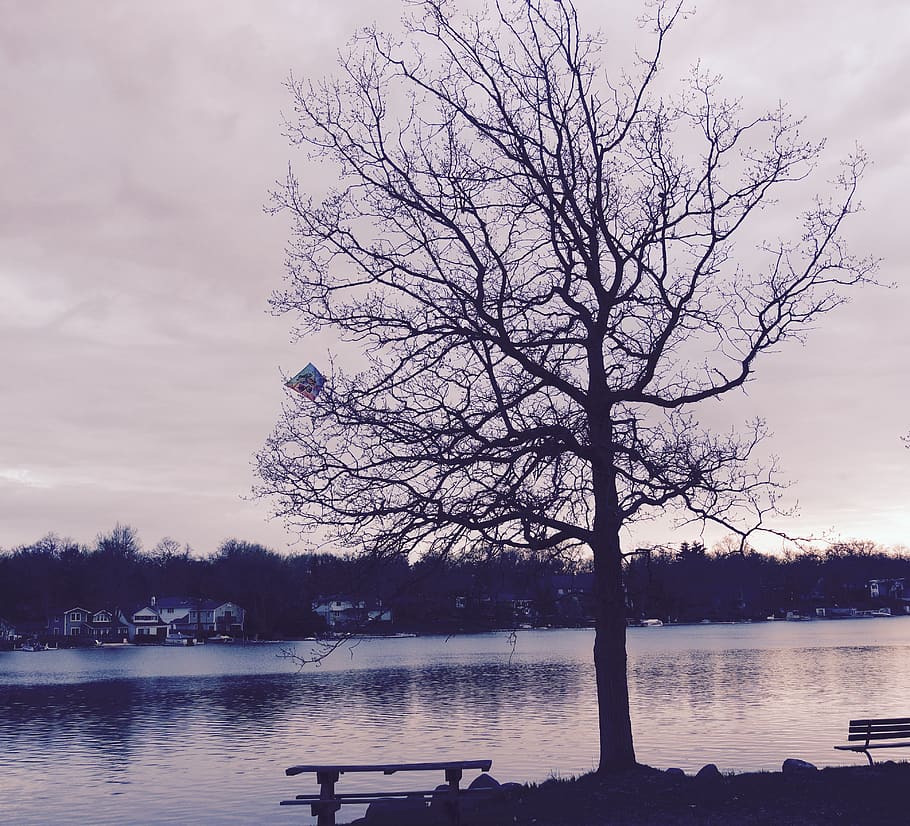 kite, lake, tree, stuck, water, sky, plant, bare tree, nature HD wallpaper