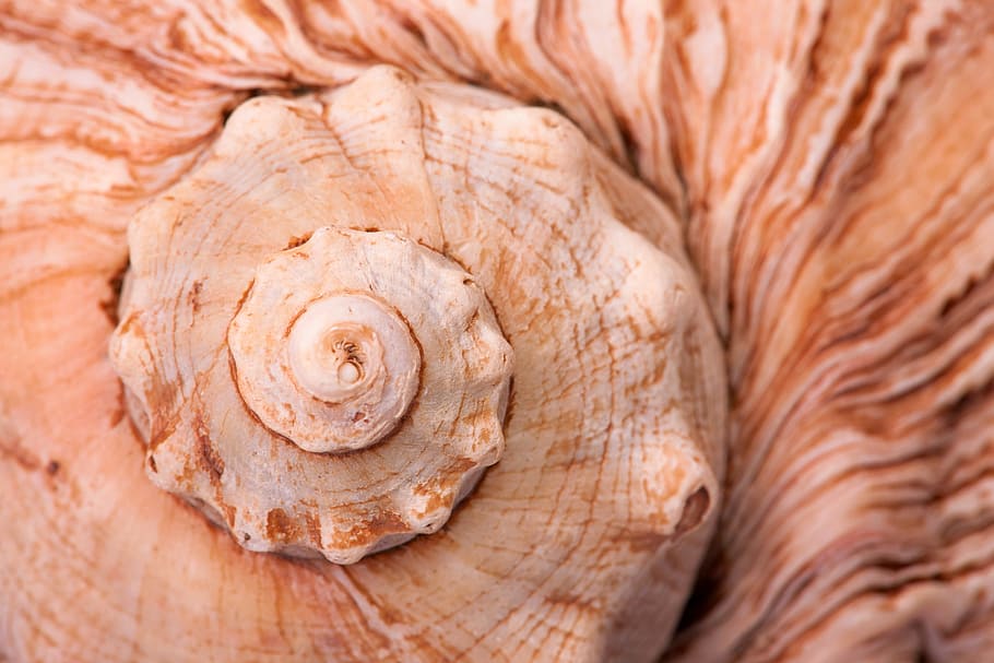 background, closeup, detail, macro, marine, mollusk, natural HD wallpaper
