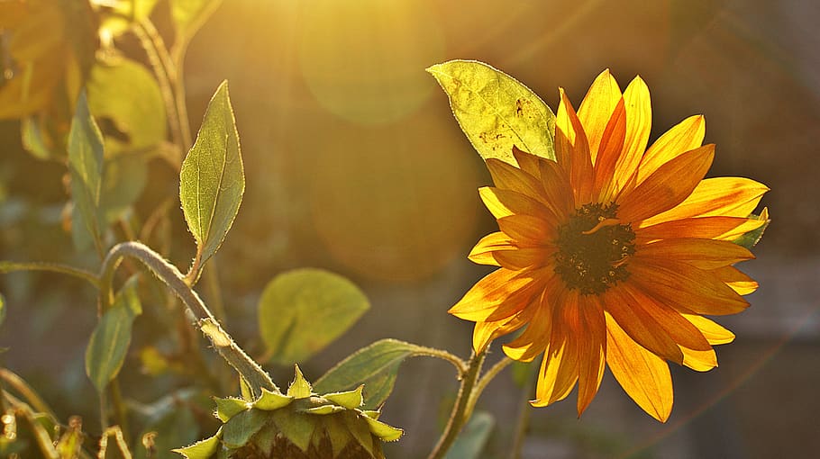 sunflower, twilight, evening, sunset, landscape, outdoor, scenic HD wallpaper