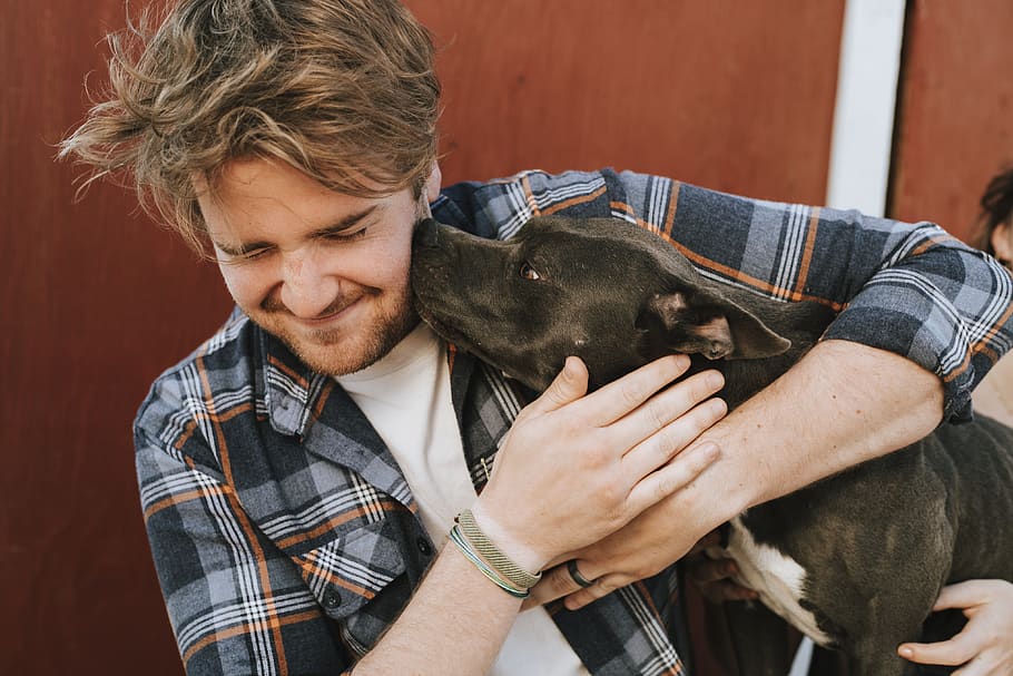 Man Hugging American Pit Bull Terrier Puppy Close-up Photo, animal, HD wallpaper