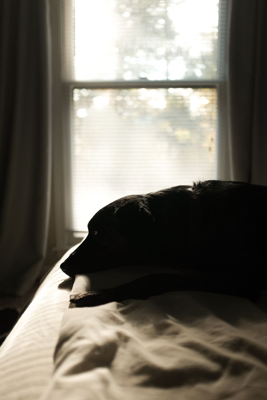 black dog on bed, one animal, animal themes, mammal, furniture HD wallpaper