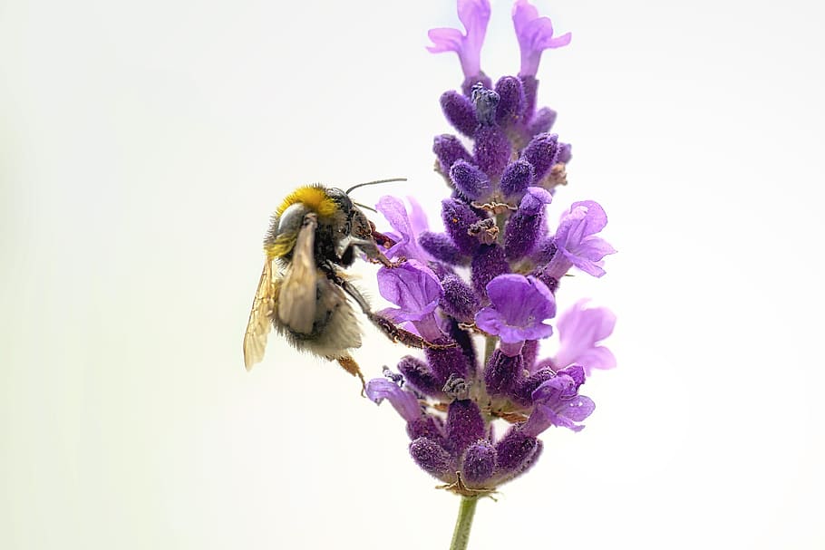 insect, bee, nature, macro, pollen, close up, honey, blossom HD wallpaper