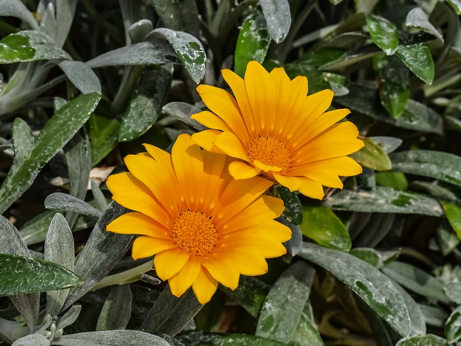 nature, flora, winter, flower, yellow, ammophilous, plant, flowering plant HD wallpaper