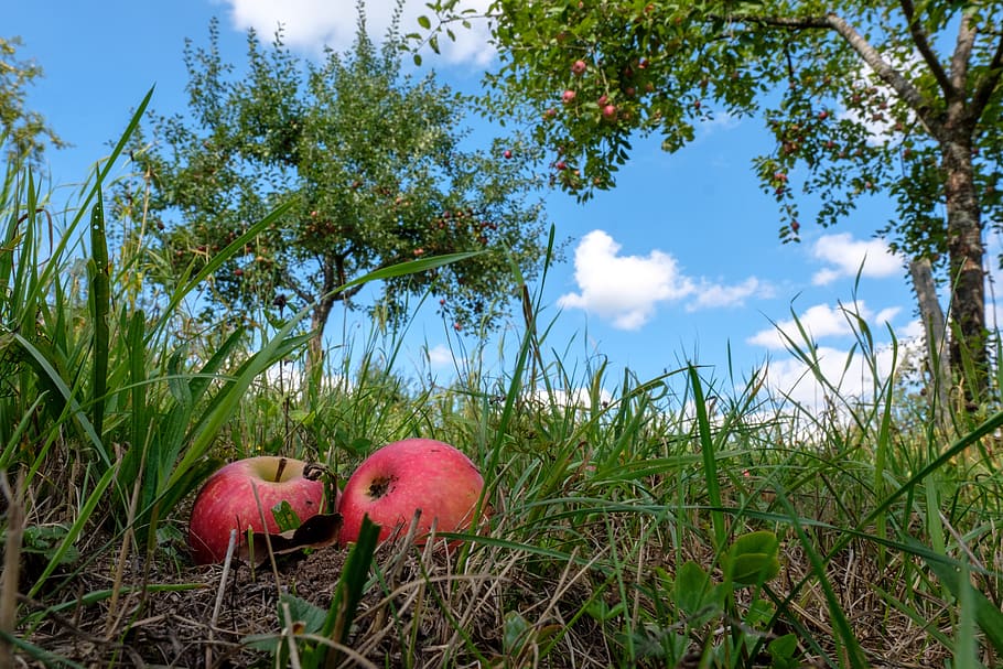 apple, fruit, windfall, orchard, fruits, pome fruit, meadow HD wallpaper