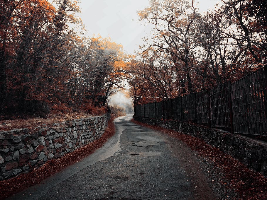 rural, road, way, path, fog, trees, autumn, plant, direction HD wallpaper