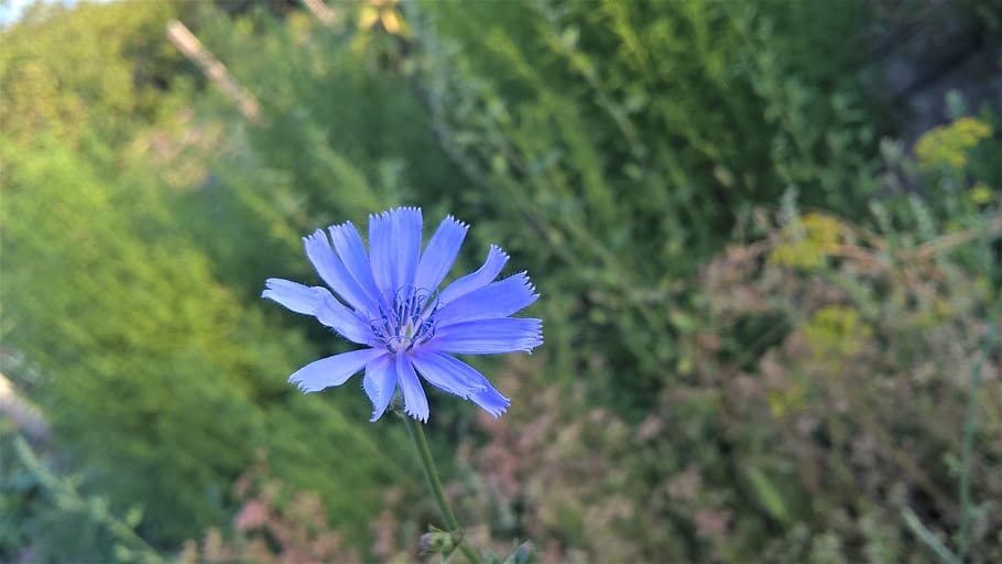 iran-east-azerbaijan-province-flower-nature.jpg