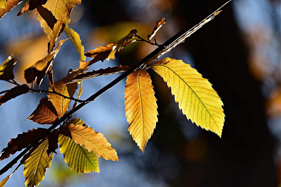 leaf, twig, foliage, vein, pattern, tree, nature, autumn color HD wallpaper