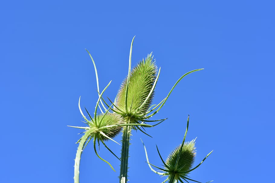thistle, wild teasel, spur, prickly, plant, green, nature, blue HD wallpaper