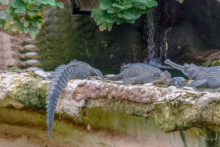 reptile, crocodile, predator, tooth, dangerous, teeth, head HD wallpaper
