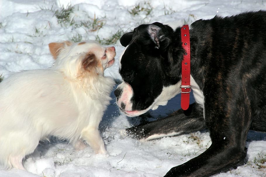 playing, dog, pet, loyal, friend, animal, nature, mammal, animal themes HD wallpaper