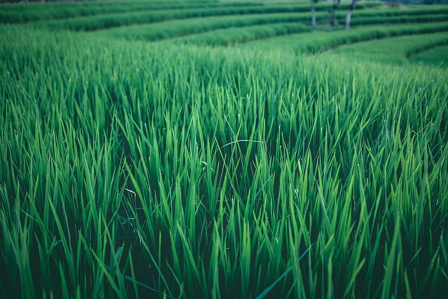indonesia, rice, fields, green, asia, plant, green color, growth HD wallpaper
