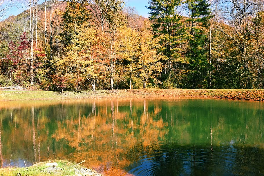 fall, trees, autumn, leaves, forest, season, pond, lake, outdoor HD wallpaper