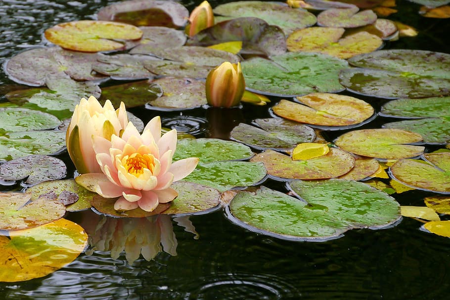 Water lily flowers in a lily pad flowing in a koi pond at Deep Cut Gardens in Middletown, NJ.
