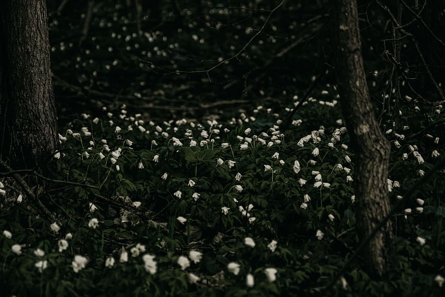 black, flowers, forest, grass, gray, green, trees, white, wood HD wallpaper
