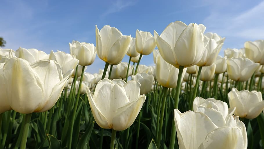 HD wallpaper: tulips, white, tulip fields, bulb netherlands, spring ...