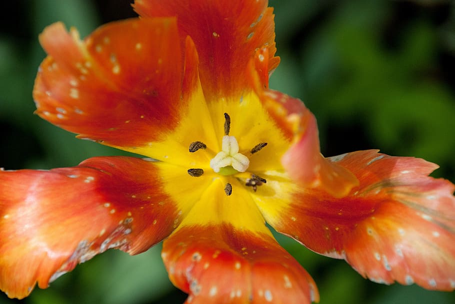 flower, floral, macro, close-up, nature, forest, bloom, blooming HD wallpaper