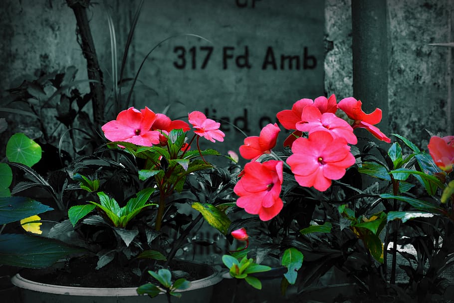 pink flower, plant, blossom, geranium, rose, flower arrangement HD wallpaper