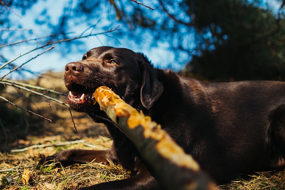dog bites tree branch, canine, animal, mammal, pet, eating, food