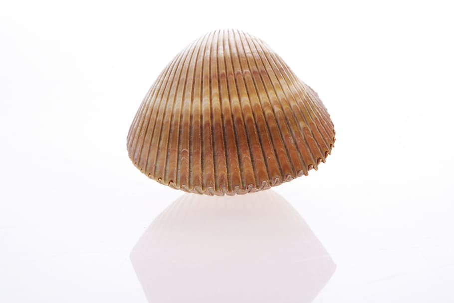 bone, close-up, closeup, coast, coastline, cockle-shell, conch HD wallpaper