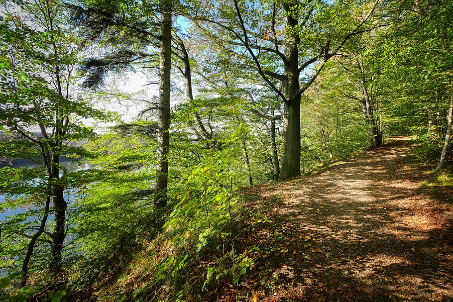 trail, forest path, away, landscape, mood, promenade, mystical HD wallpaper