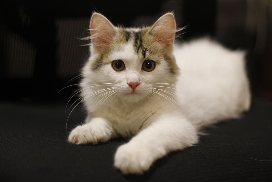 kitty, animal, cat, pets, domestic, domestic cat, domestic animals HD wallpaper