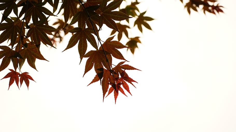 brown leaves, leaf, plant, tree, maple, white, nature, bird, animal HD wallpaper