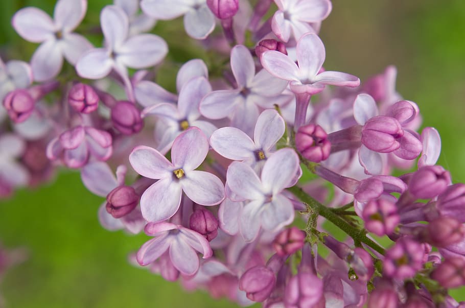 lilac, flower, pink, purple, flowers, garden, background, spring HD wallpaper