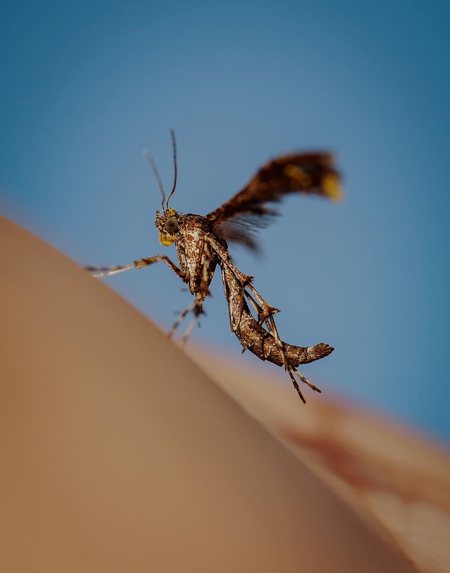 green and brown insect, invertebrate, animal themes, animal wildlife HD wallpaper