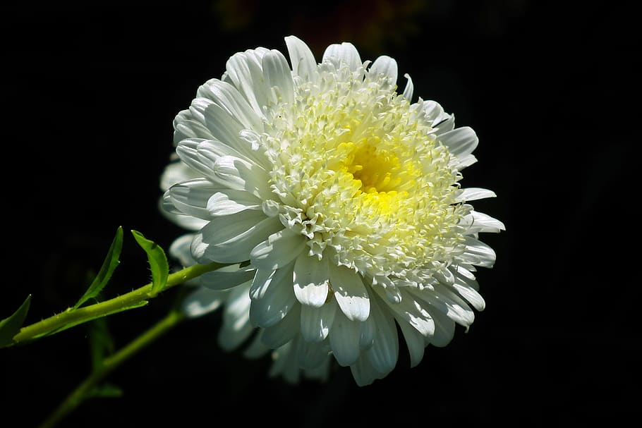 flower, aster, white, garden, macro, summer, the petals, nature HD wallpaper