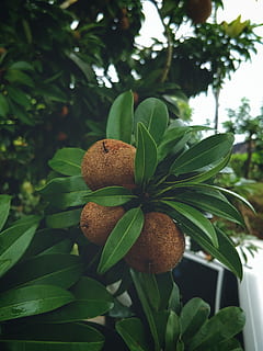 chicku, fruit, brown, delicious, smartphone photography, shotononeplus HD wallpaper