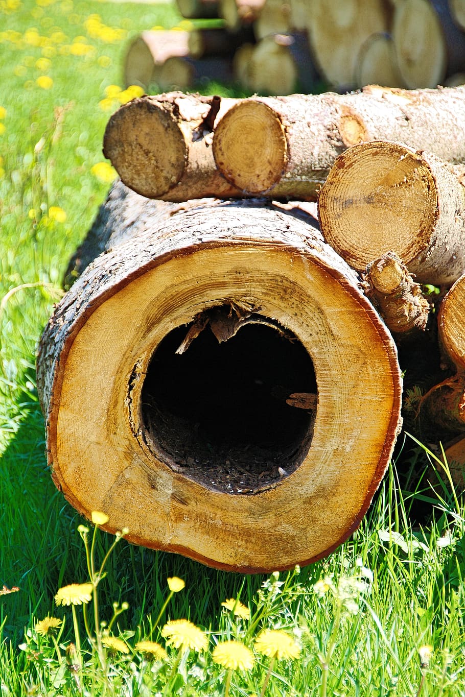 tree, tribe, forest, nature, wood, log, annual rings, bark HD wallpaper
