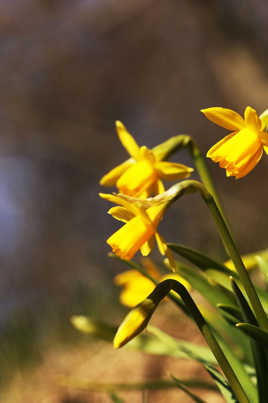 daffodil, flower, yellow, spring, nature, flowering plant, beauty in nature HD wallpaper