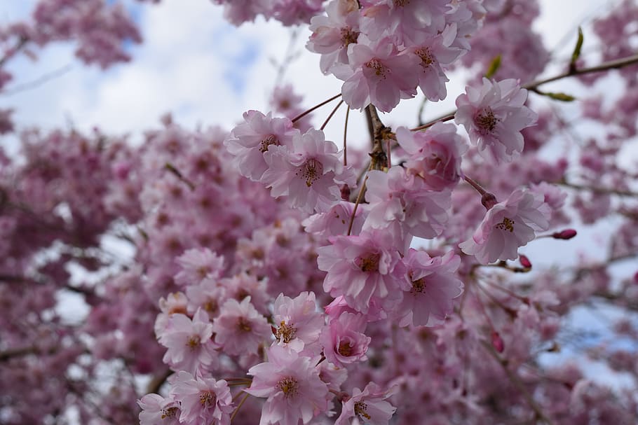 pink cluster flowers, plant, blossom, cherry blossom, petal, spring HD wallpaper