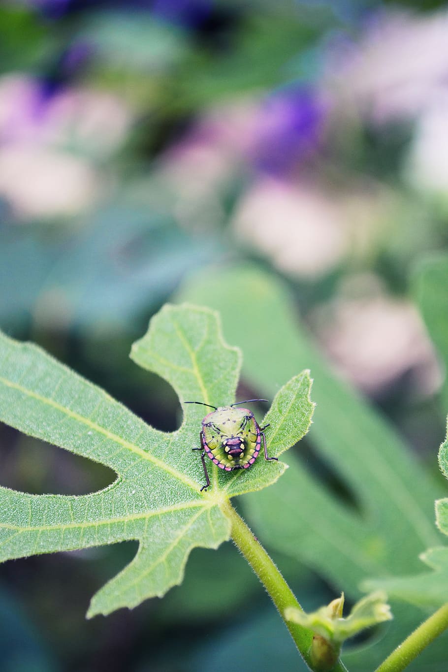 bug, fig, beetle, nature, biology, insect, green, spring, summer HD wallpaper