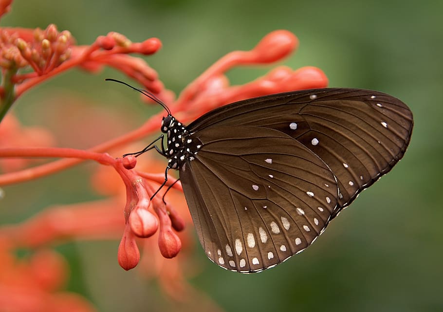 Black and White Butterfly on Red Flower, animal, bug, close-up, HD wallpaper