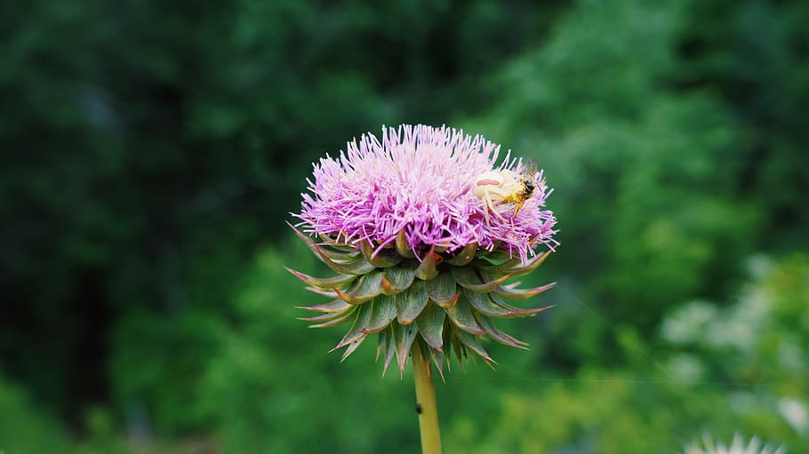 nature, insects, bees, spiders, flowers, colorado, flowering plant HD wallpaper